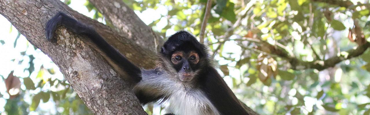 Central American Spider Monkey, Tikal, Guatemala, Guatemala Nature Tour, Guatemala Birding Tour, Birding Tikal, Naturalist Journeys