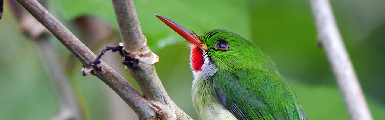Jamaican Tody, Jamaica Birding Tour, Jamaica Nature Tour, Birdwatching in Jamaica, Naturalist Journeys