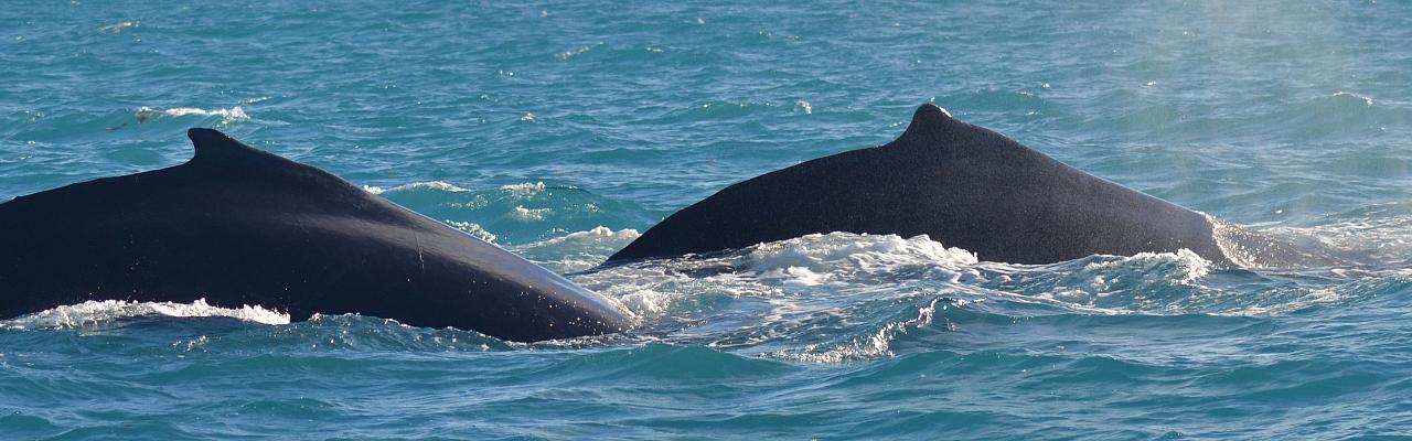 Humpback Whales, Lesser Antilles Birding Tour, Naturalist Journeys, Lesser Antilles Endemics, Lesser Antilles Wildlife, Caribbean Birding