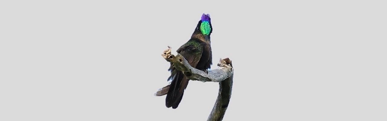 Antillean Crested Hummingbird, Lesser Antilles Birding Tour, Naturalist Journeys, Lesser Antilles Endemics, Lesser Antilles Wildlife, Caribbean Birding