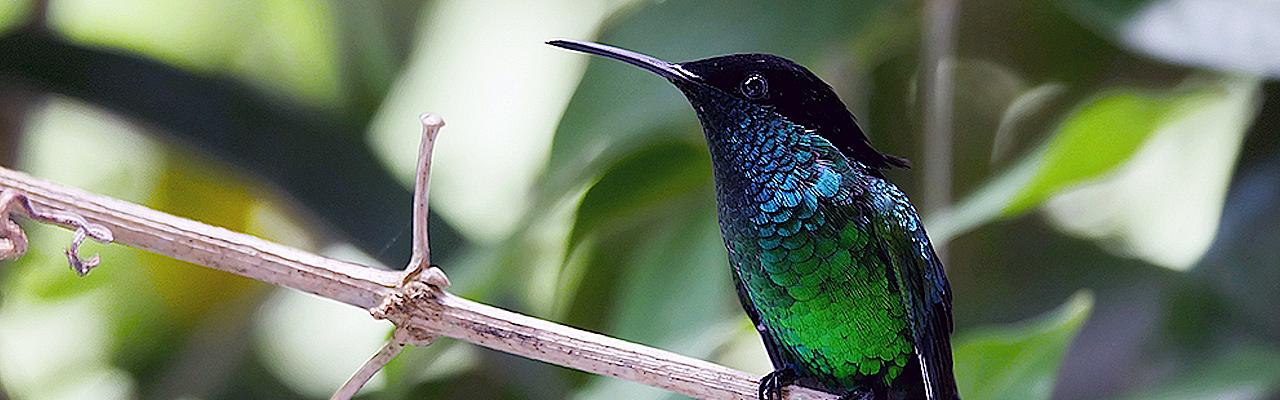 Black-billed Streamertail, Jamaica Birding Tour, Jamaica Nature Tour, Birdwatching in Jamaica, Naturalist Journeys