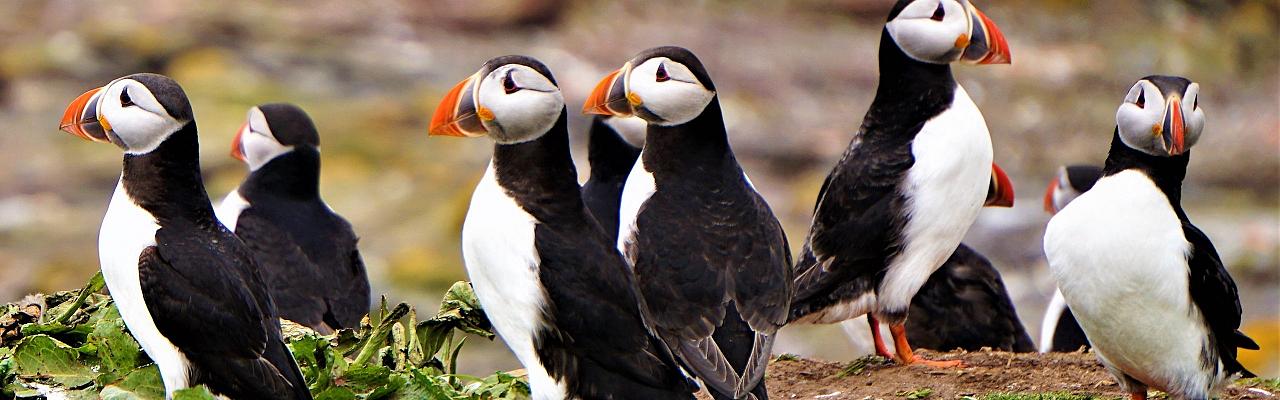 PUffins, Iceland, Iceland Birding Tour, Iceland Nature Tour, Iceland Wildlife Tour, Naturalist Journeys