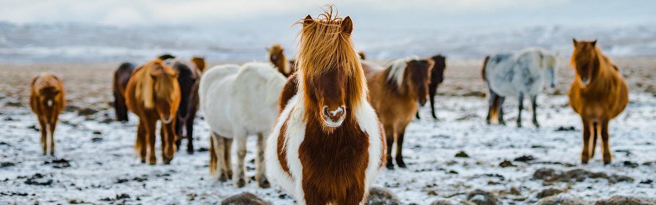 Icelandic Horse, Iceland, Iceland Birding Tour, Iceland Nature Tour, Iceland Wildlife Tour, Naturalist Journeys