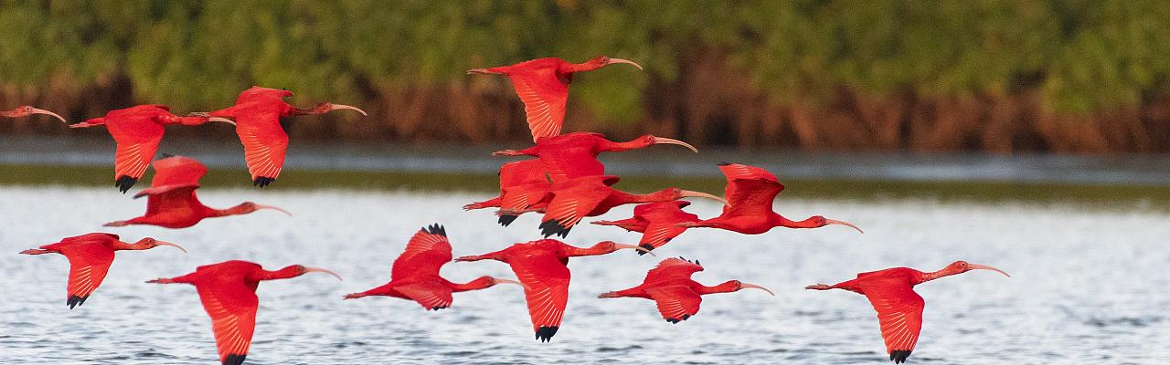 Scarlet Ibis, Trinidad, Trinidad & Tobago, Trinidad Birding Tour, Trinidad Birding & Nature, Naturalist Journeys, Caligo Ventures, Tobago Birding, Tobago Birding & nature