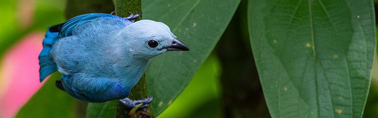 Blue-gray Tanager, Trinidad, Trinidad & Tobago, Trinidad Birding Tour, Trinidad Birding & Nature, Naturalist Journeys, Caligo Ventures, Tobago Birding, Tobago Birding & nature
