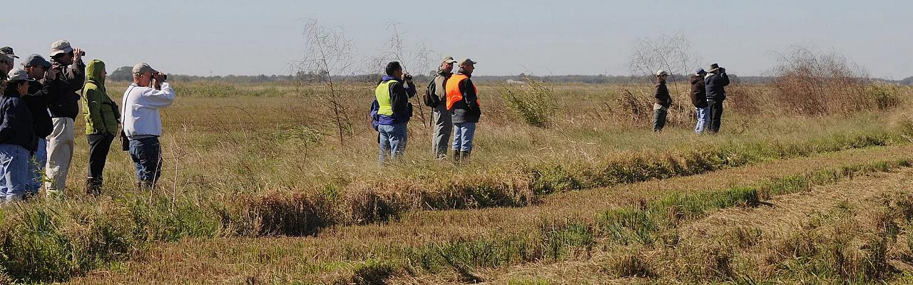 Yellow Rails & Rice, Louisiana Birding Tour, Louisiana Birding, Louisiana Rail tours, Louisiana Birding Festival, Naturalist Journeys, Louisiana Nature