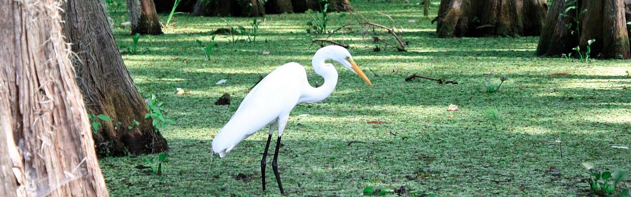 Egret, Louisiana Birding Tour, Louisiana Birding, Louisiana Rail tours, Louisiana Birding Festival, Naturalist Journeys, Louisiana Nature