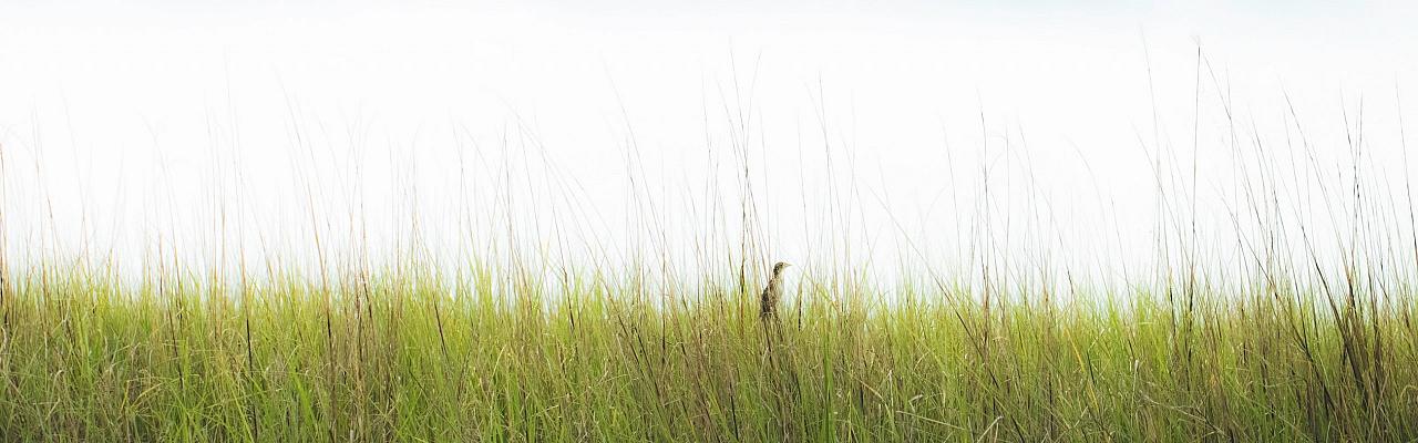 Louisiana Marsh, Louisiana Birding Tour, Louisiana Birding, Louisiana Rail tours, Louisiana Birding Festival, Naturalist Journeys, Louisiana Nature