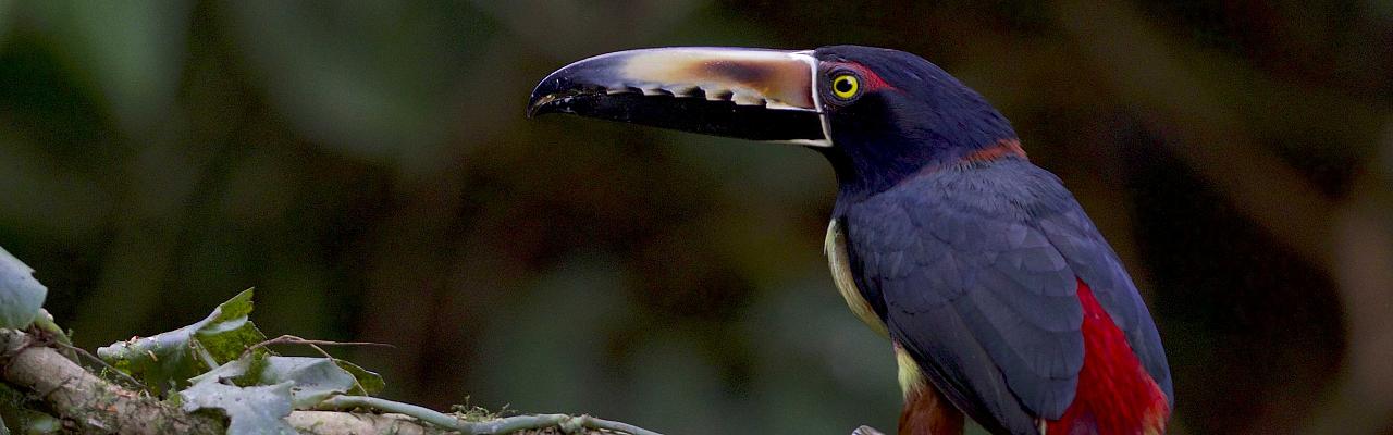 Collared Aracari, Costa Rica, Osa Peninsula, Costa Rica Nature Tour, Costa Rica Birding Tour, Naturalist Journeys 