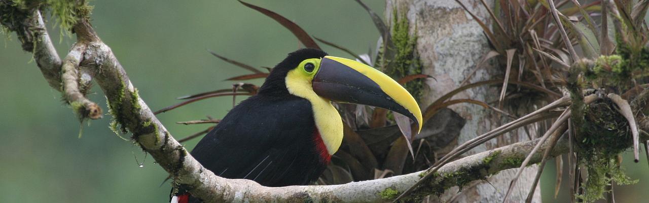 Choco Toucan, Ecuador, Ecuador Birding Tour, Ecuador Nature Tour, Cuenca, Quito, Naturalist Journeys