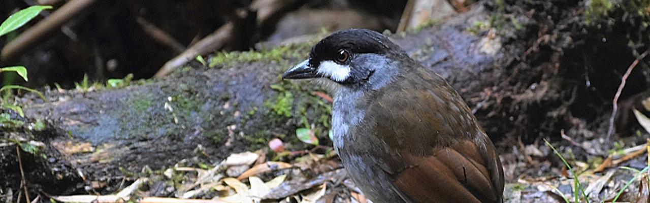 Jocotoco Antpitta, Ecuador, Ecuador Birding Tour, Ecuador Nature Tour, Cuenca, Quito, Naturalist Journeys