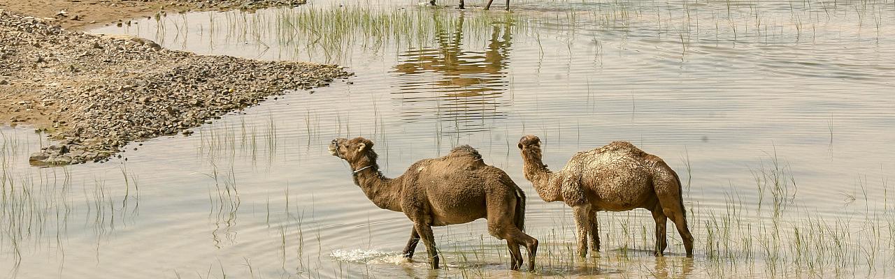 Camels, Morocco, Morocco Birding Tour, Morocco Nature Tour, Morocco Wildlife Tour, Naturalist Journeys