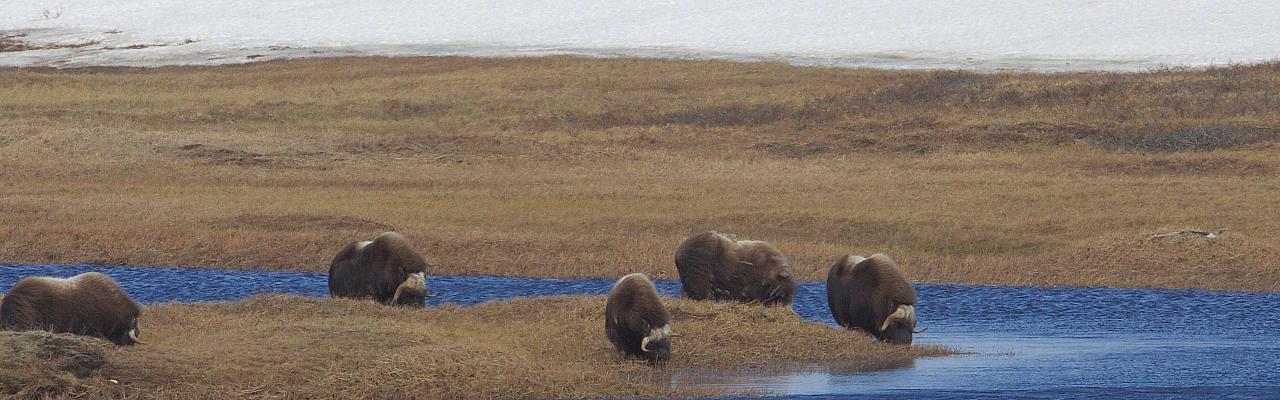 Muskox, Alaska, Alaska Nature Tour, Alaska Birding Tour, Alaska Wildlife Tour, Naturalist Journeys