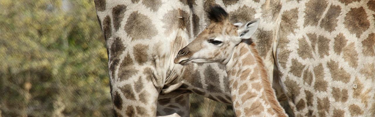 Giraffe, Namibia, Naturalist Journeys 