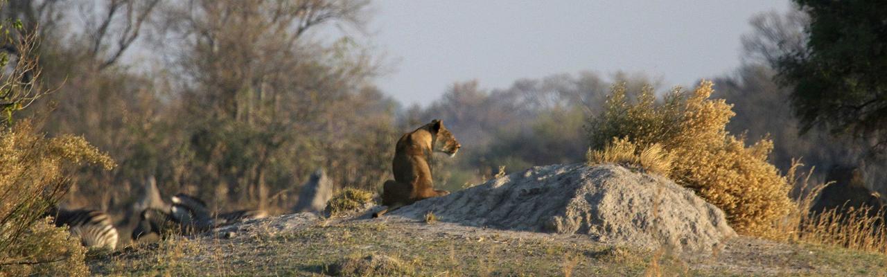 Lioness, Okavango Delta, Botswana, African Safari, Botswana Safari, Naturalist Journeys 