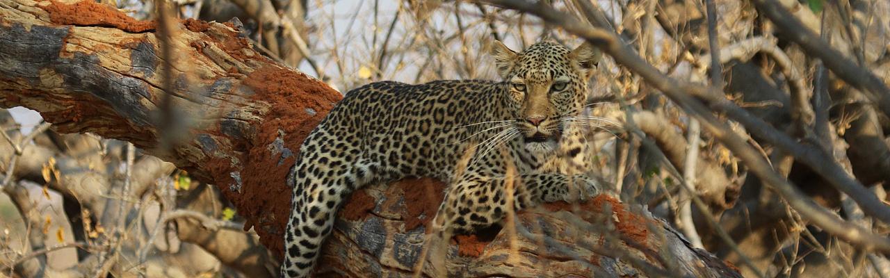 Leopard, Okavango Delta, Botswana, African Safari, Botswana Safari, Naturalist Journeys  