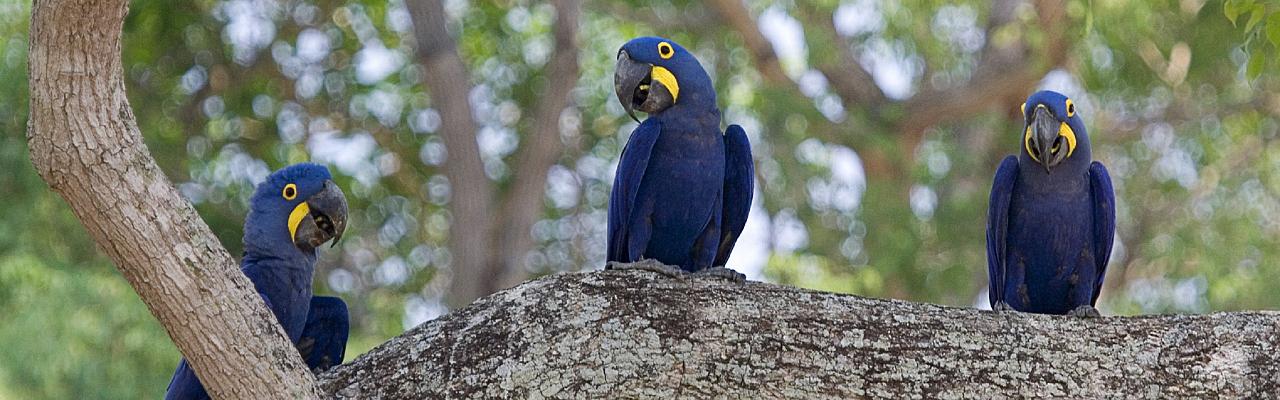 Hyacinth Macaws, Brazil, Pantanal, Brazil Wildlife Tour, Pantanal Wildlife Tour, Brazil Nature Tour, Pantanal Nature Tour, Naturalist Journeys
