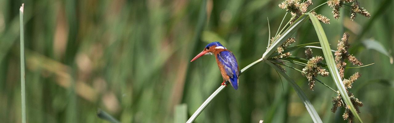 Malachite Kingfisher, Uganda, Uganda Safari, Uganda Wildlife Tour, Uganda Nature Tour, Naturalist Journeys