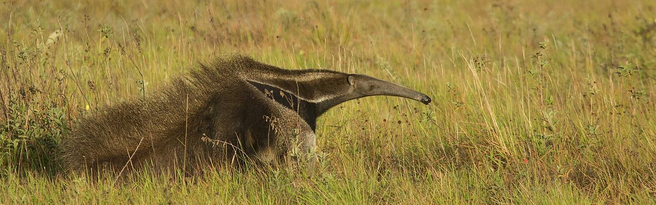 Giant Anteater, Brazil, Pantanal, Brazil Wildlife Tour, Pantanal Wildlife Tour, Brazil Nature Tour, Pantanal Nature Tour, Naturalist Journeys