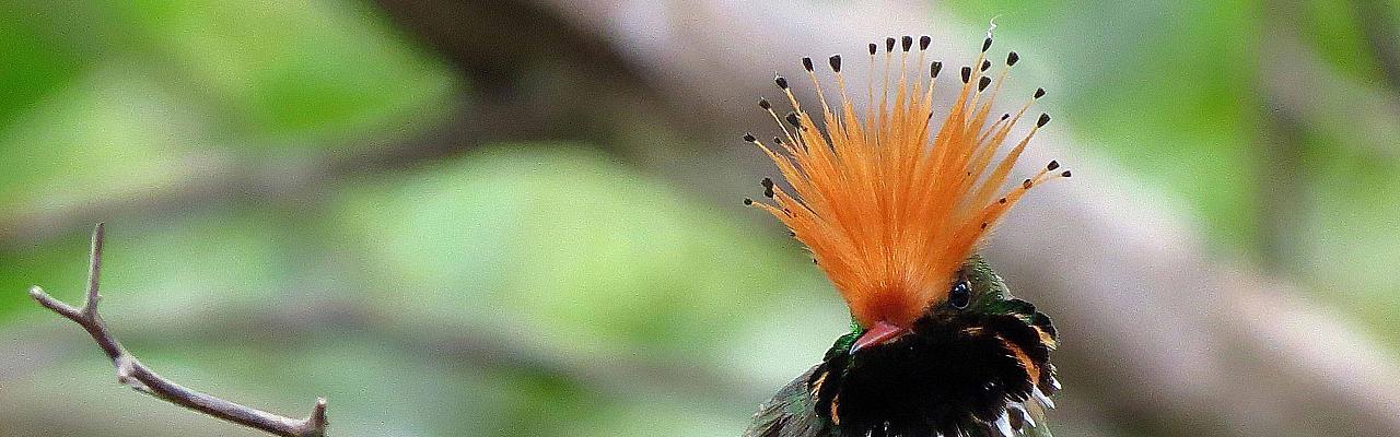 Rufous-crested Coquette, Peru, Northern Peru, Peru Birding Tour, Peru Nature Tour, Naturalist Journeys