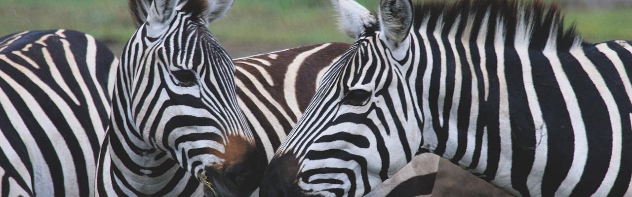 Zebra, Kenya, Kenya Safari, Kenya Wildlife Safari, African Safari, Kenya Birding Tour, Naturalist Journeys