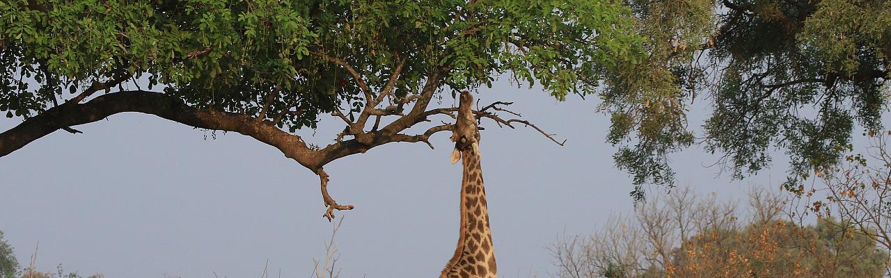 Giraffe, Kenya, Kenya Safari, Kenya Wildlife Safari, African Safari, Kenya Birding Tour, Naturalist Journeys