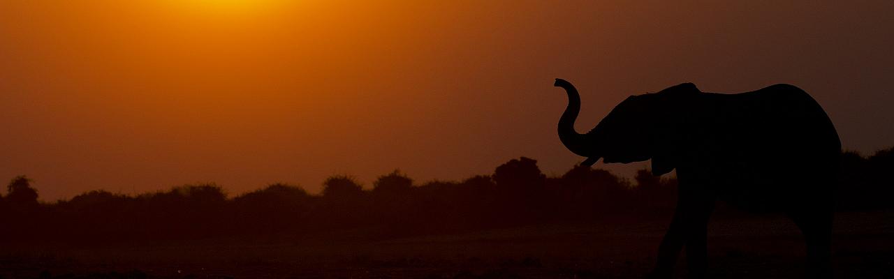 Elephant, Kenya, Kenya Safari, Kenya Wildlife Safari, African Safari, Kenya Birding Tour, Naturalist Journeys