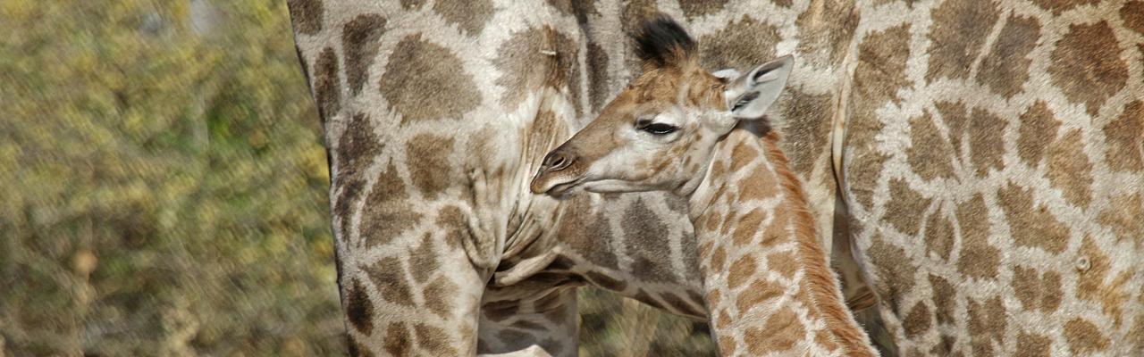 Baby Giraffe, Uganda, Uganda Safari, Uganda Wildlife Tour, Uganda Nature Tour, Naturalist Journeys