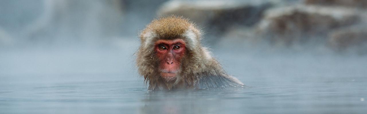 Japanese Macaque, Japan tour, Japanese nature tour, snow monkeys, Japan birding, Japan Birding & nature, Naturalist Journeys 