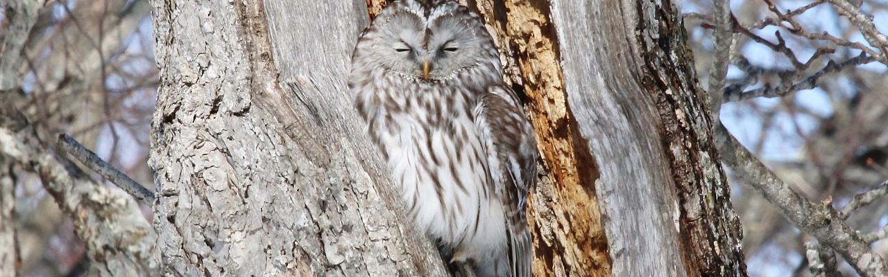 Urai Owl, Japan tour, Japanese nature tour, Japan birding, Japan Birding & nature, Naturalist Journeys 