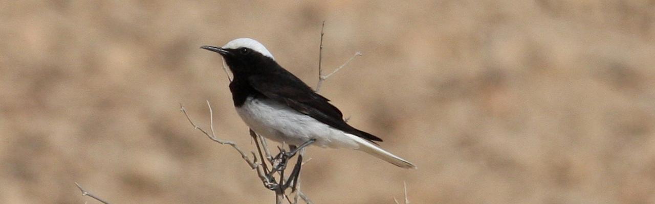 Hooded Wheatear, Israel Birding Tour, Israel Nature Tour, Israel, Naturalist Journeys, Middle East Birding
