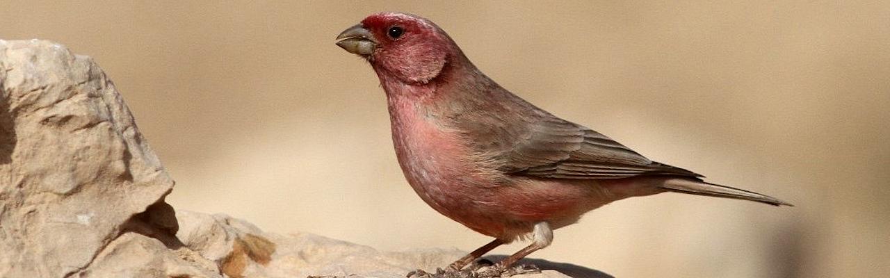 Sinai Rosefinch, Israel Birding Tour, Israel Nature Tour, Israel, Naturalist Journeys, Middle East Birding