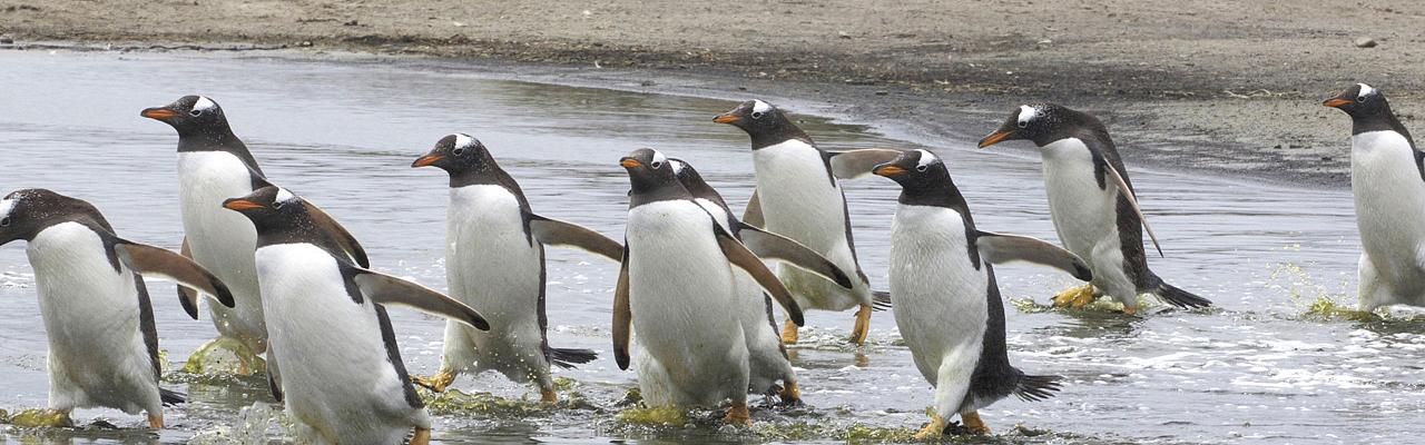 Gentoo Penguins, Antarctica, South Georgia Island, Falkland Islands, Antarctic Nature Cruise, Antarctic Cruise, Naturalist Journeys