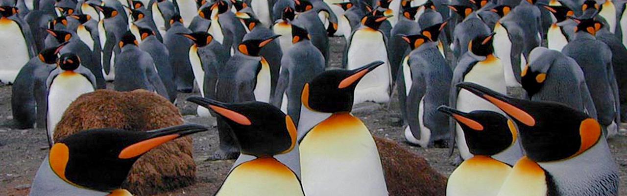 King Penguins, Antarctica, Antarctic Nature Cruise, Antarctic Birding Cruise, Antarctic Cruise, Naturalist Journeys