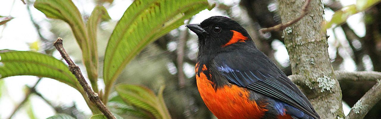 Scarlet-bellied Mountain-Tanager, Peru, Peru Nature Tour, Peru Wildlife Tour, Peru Birding Tour, Manu National Park, Manu Birding Tour, Naturalist Journeys