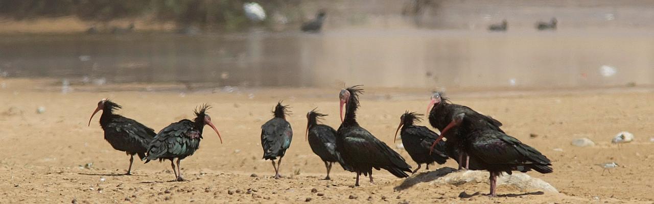 Bald Ibis, Morocco, Morocco Birding Tour, Morocco Nature Tour, Morocco Wildlife Tour, Naturalist Journeys