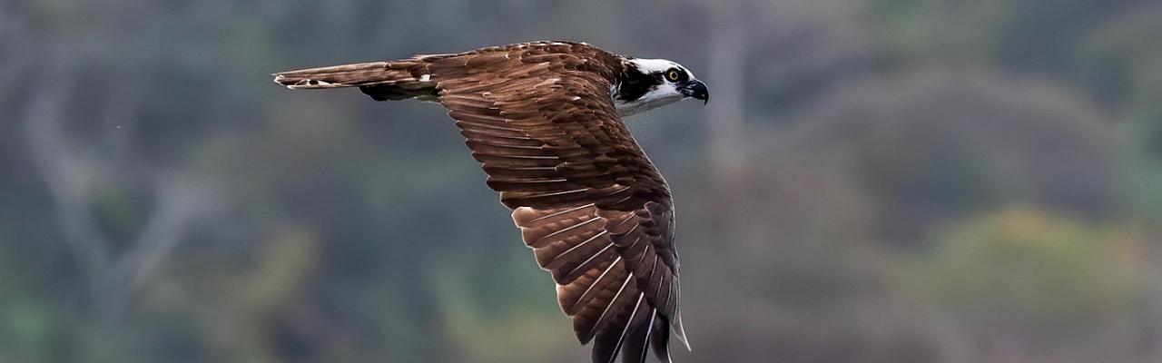 Osprey, Panama, Tranquilo Bay Birding, Panama Birding Tour, Panama Nature Tour, Naturalist Journeys