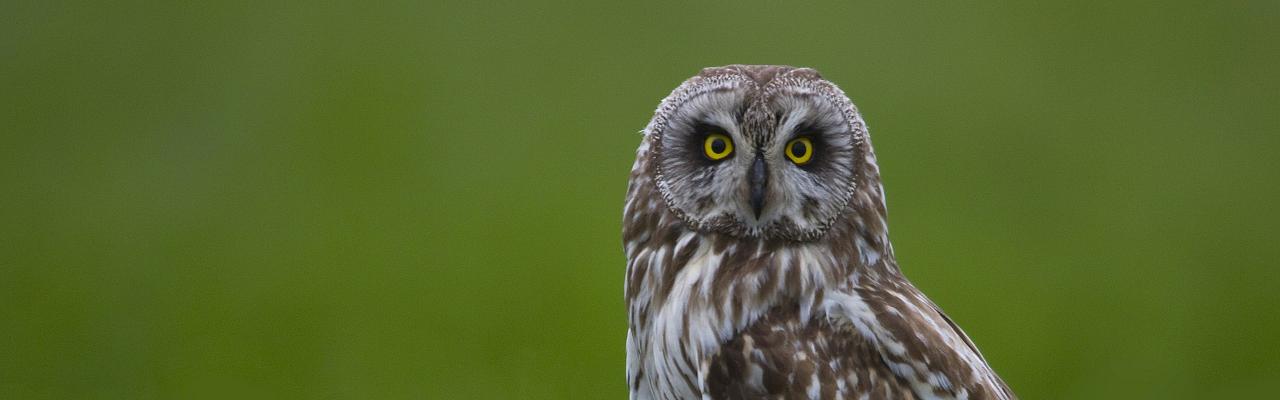Short-eared Owl, California, California Birding Tour, California Wildlife Tour, California Nature Tour | Naturalist Journeys