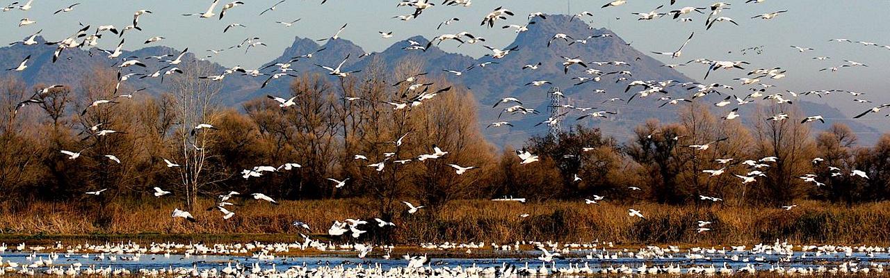 Snow Goose, California, California Birding Tour, California Wildlife Tour, California Nature Tour | Naturalist Journeys