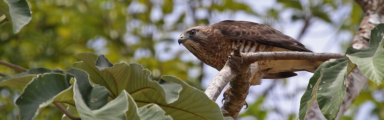 Broad-winged Hawk, Mexico, Mexico Birding Tour, Mexico Migration Tour, Mexico Nature Tour, Veracruz, Naturalist Journeys