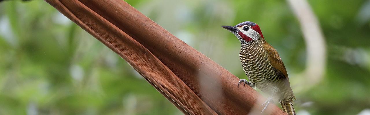 Golden-olive Woodpecker, Mexico, Mexico Birding Tour, Mexico Migration Tour, Mexico Nature Tour, Veracruz, Naturalist Journeys
