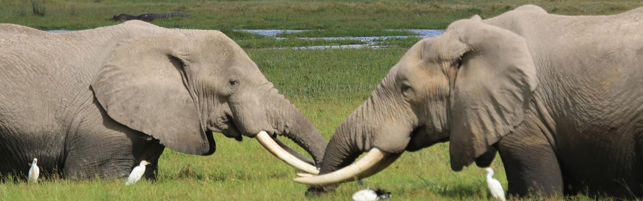 Elephants, Tanzania, Tanzania Birding Tour, Tanzania Wildlife Tour, Tanzania Wildlife Safari, Tanzania Safari, Naturalist Journeys 