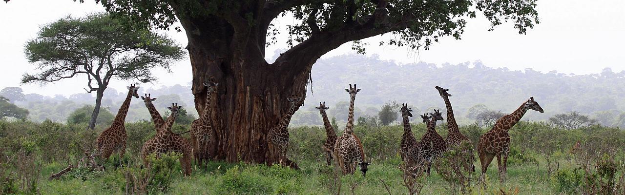 Giraffe, Baobab, Tanzania, Tanzania Birding Tour, Tanzania Wildlife Tour, Tanzania Wildlife Safari, Tanzania Safari, Naturalist Journeys 