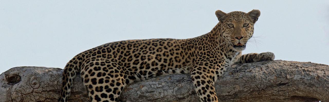 Leopard, Tanzania, Tanzania Birding Tour, Tanzania Wildlife Tour, Tanzania Wildlife Safari, Tanzania Safari, Naturalist Journeys 