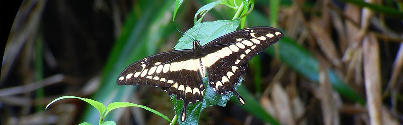 Butterfly, Canopy Camp, Panama, Darien, Panama Birding Tour, Panama Nature Tour, Naturalist Journeys