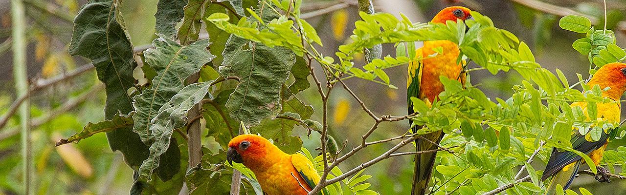 Sun Parakeet, Guyana, Guyana Nature Tour, Guyana Birding Tour, Guyana Wildlife Tour; Naturalist Journeys