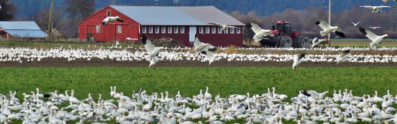 Snow Geese, Washington Winter Birding Tour, Skagit Valley Birding Tour, Naturalist Journeys