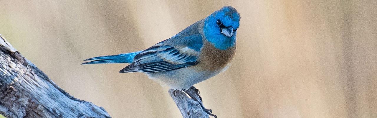 Lazuli Bunting, Oregon, Oregon Wildlife Tour, Oregon Birding, Naturalist Journeys, Oregon birding tour, Oregon Birds & Brews