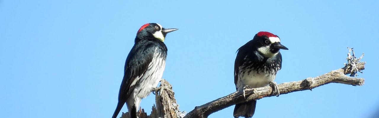 Acorn Woodpeckers, Oaxaca, Oaxaca Birding Trip, Oaxaca Nature Trip, Mexico Birding Trip, Mexico Nature Trip, Naturalist Journeys