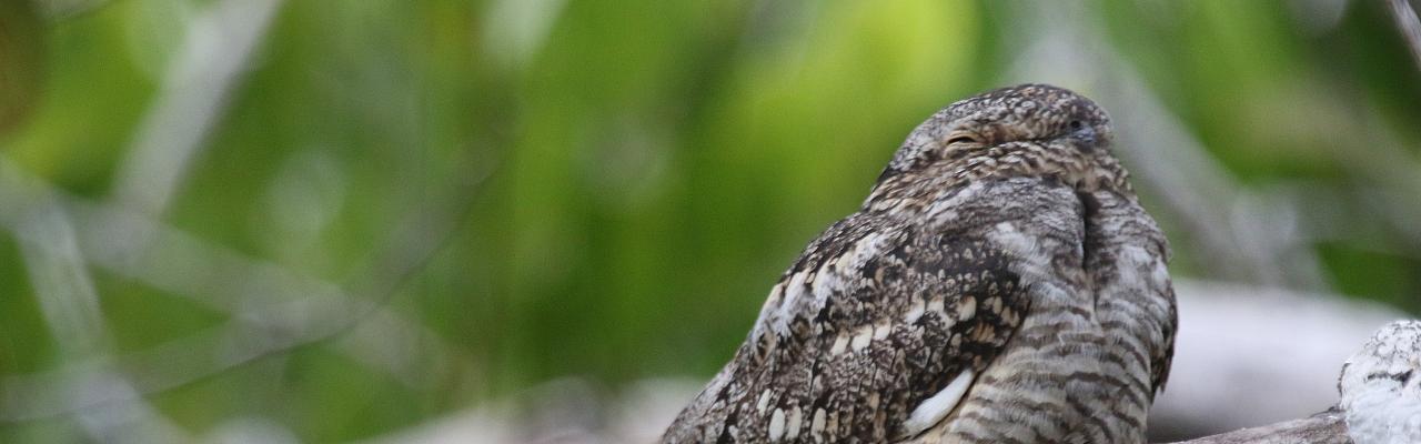 Lesser Nighthawk, Belize, Belize Birding Tour, Naturalist Journeys